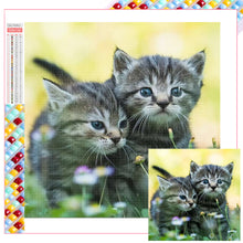 Load image into Gallery viewer, Diamond Painting - Full Square - cat cat (40*40CM)