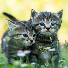 Load image into Gallery viewer, Diamond Painting - Full Square - cat cat (40*40CM)