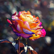 Load image into Gallery viewer, Diamond Painting - Full Round - Rose (30*30CM)