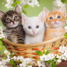 Load image into Gallery viewer, Diamond Painting - Full Round - Three cats (40*40CM)