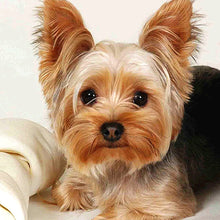 Load image into Gallery viewer, 2pcs Round Diamond Painting Set - Animal series (30*30CM)