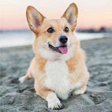 Load image into Gallery viewer, Diamond Painting - Full Square - Corgi (45*45CM)