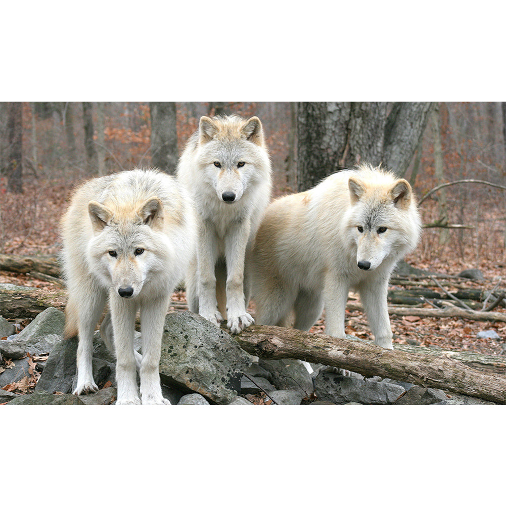 Diamond Painting - Full Round - Wolf (50*30CM)