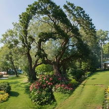 Load image into Gallery viewer, Diamond Painting - Full Round - God's Creation-Jesus (35*35CM)