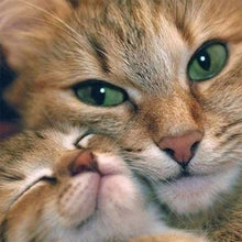 Load image into Gallery viewer, Cat 30*30CM(Canvas) Full Round Drill Diamond Painting