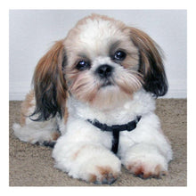 Load image into Gallery viewer, Sad Dog 30*30CM(Canvas) Full Round Drill Diamond Painting