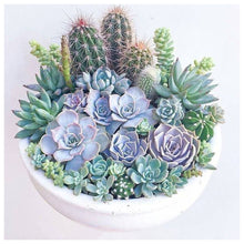 Load image into Gallery viewer, Succulent Plants 30*30CM(Canvas) Full Round Drill Diamond Painting