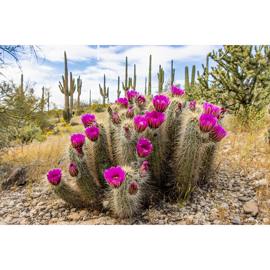Diamond Painting - Full Round - Sunset over Sonoran Desert cactus near Phoenix, Arizona (45*30CM)