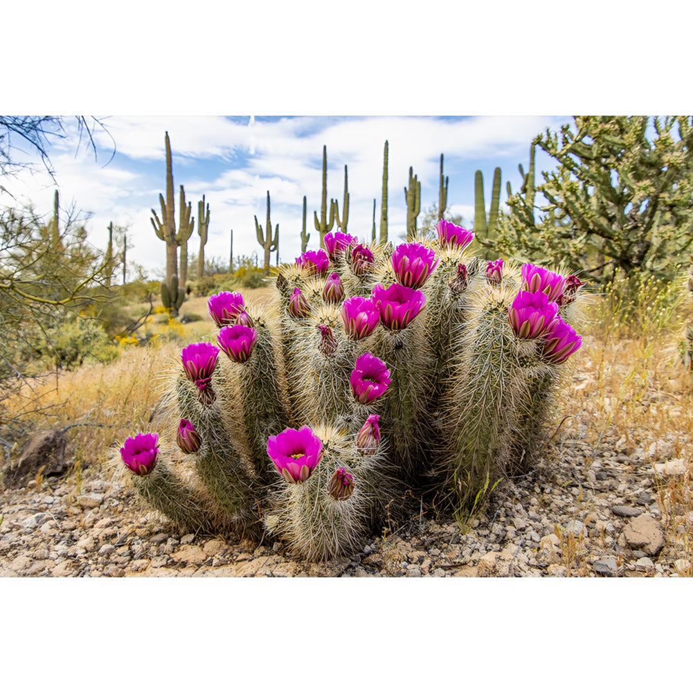 Diamond Painting - Full Round - Sunset over Sonoran Desert cactus near Phoenix, Arizona (45*30CM)