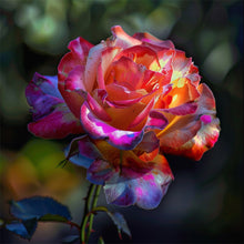 Load image into Gallery viewer, Diamond Painting - Full Round - roses (30*30CM)
