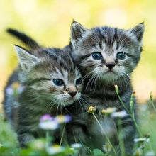 Load image into Gallery viewer, Diamond Painting - Full Round - Two kittens on the grass (30*30CM)

