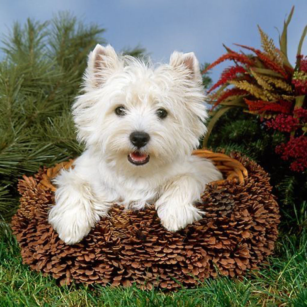 Diamond Painting - Full Round - West Highland White Terrier (40*40CM)