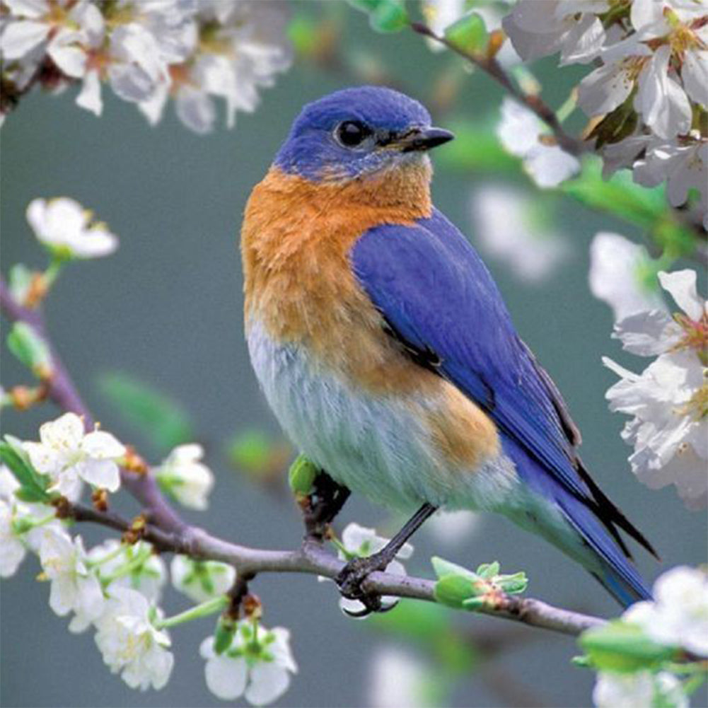 Diamond Painting - Full Round - blue bird (30*30CM)