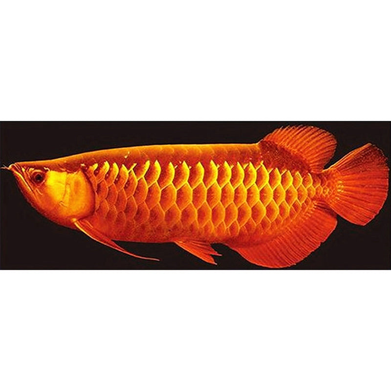 Diamond Painting - Full Round - giant goldfish (110*45CM)