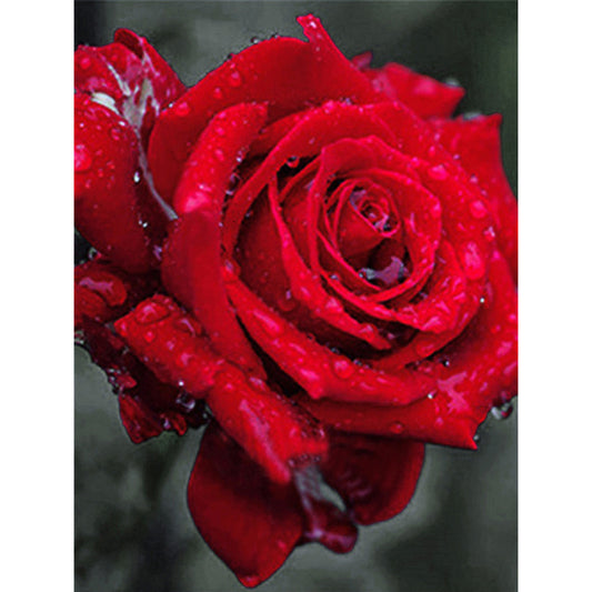 Diamond Painting - Full Round - bloom rose (30*40CM)