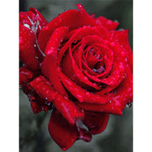 Load image into Gallery viewer, Diamond Painting - Full Round - bloom rose (30*40CM)
