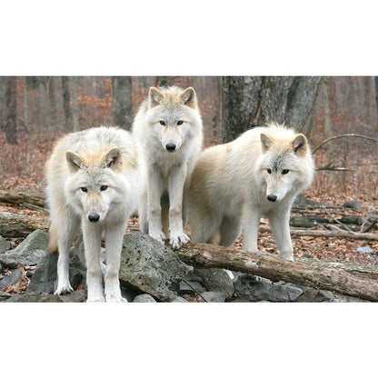 Diamond Painting - Full Round - Wolf (50*30CM)