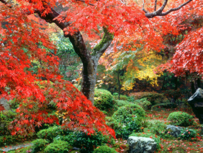 AB Diamond Painting - Full Round - Autumn (40*50CM)