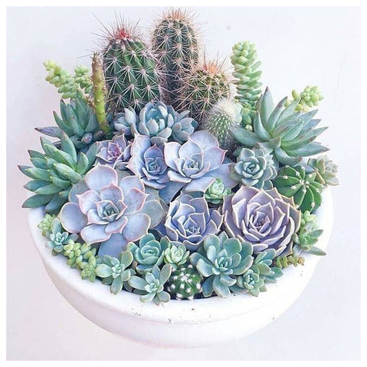 Succulent Plants 30*30CM(Canvas) Full Round Drill Diamond Painting
