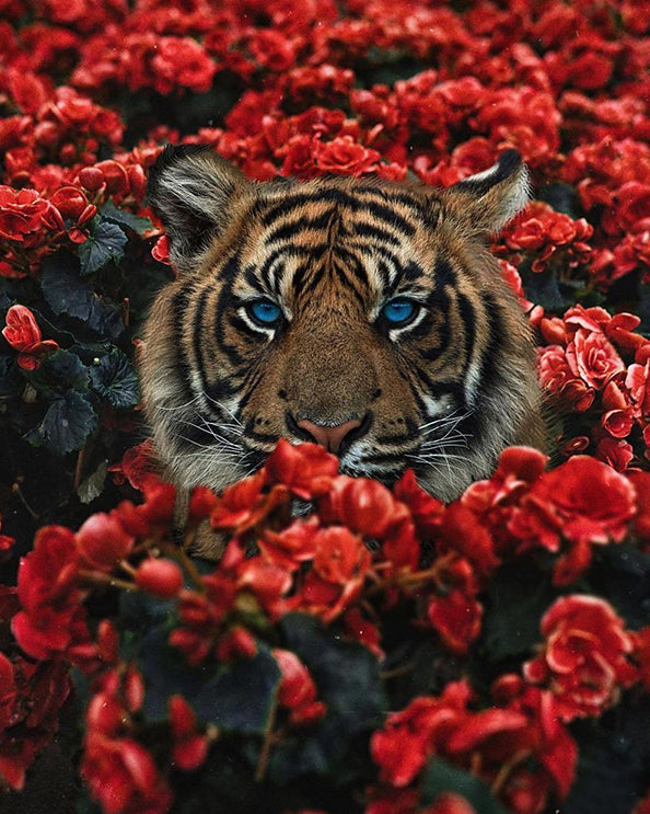 Diamond Painting - Full Round - tiger and flower (30*50CM)