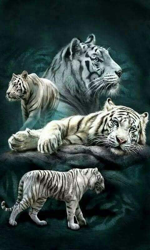 AB Diamond Painting - Full Round - White Tiger (40*66cm)