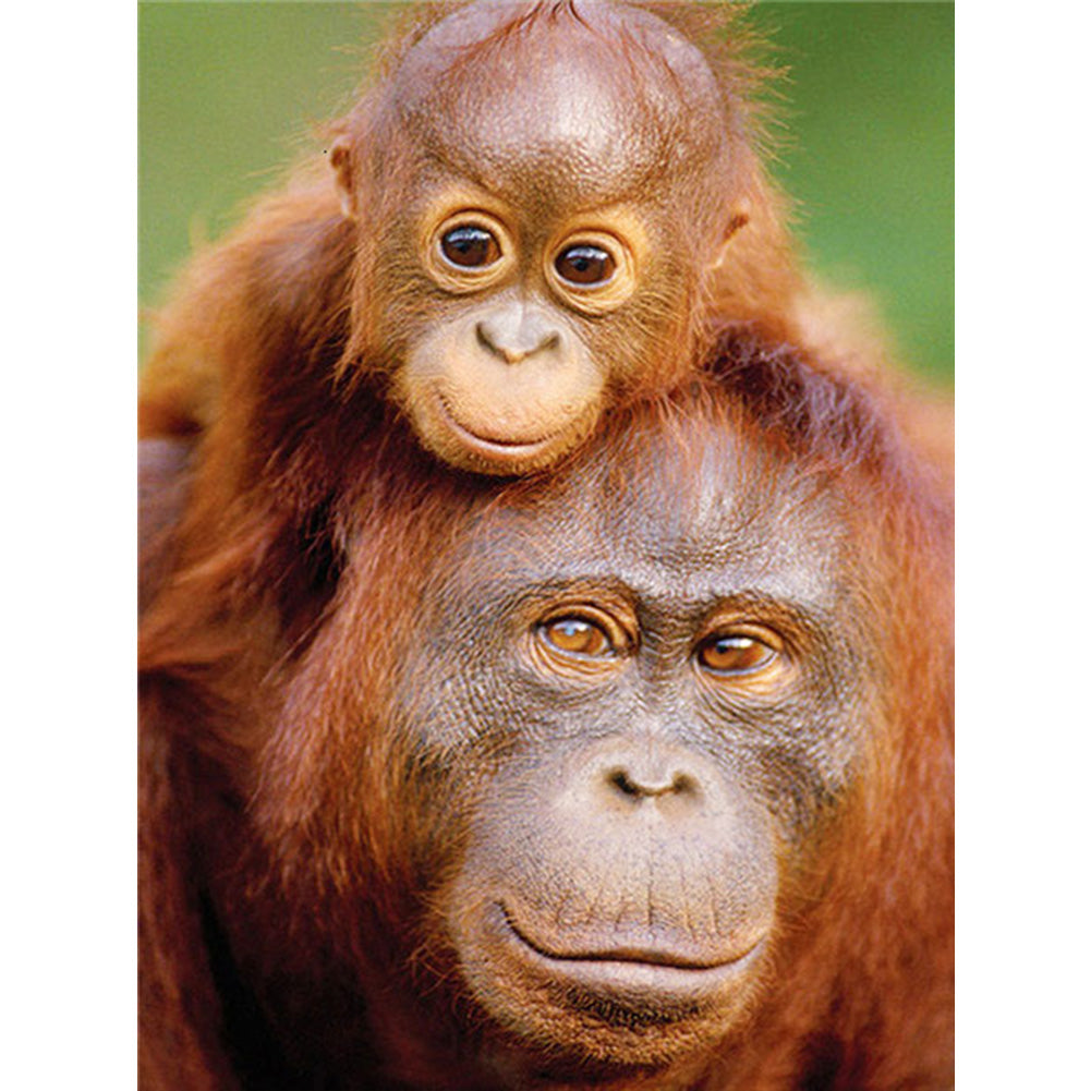 Diamond Painting - Full Round - ape (30*40CM)