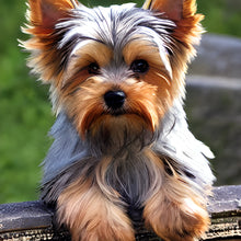 Load image into Gallery viewer, Diamond Painting - Full Round - yorkshire terrier (30*30CM)

