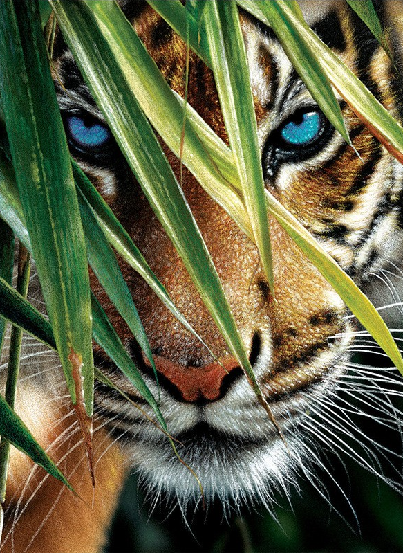 AB Diamond Painting - Full Round - Tiger (40*55cm)