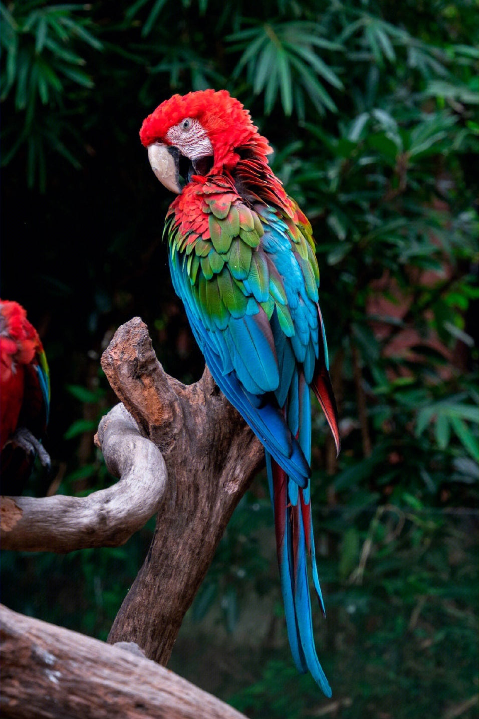 AB Diamond Painting - Full Round - Parrot (40*60cm)