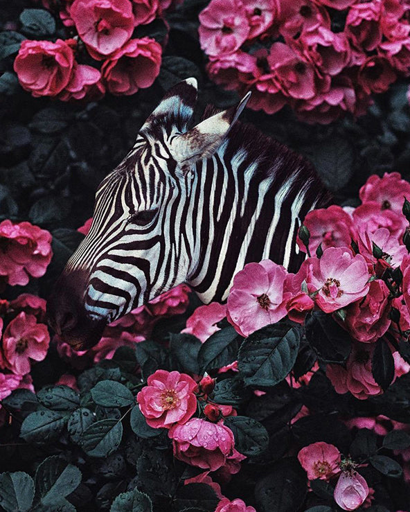 Diamond Painting - Full Round - zebra and flower (30*50CM)